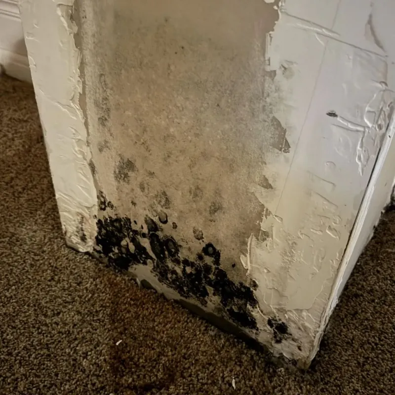 Professional Mold Removal in Mountain Home, NC